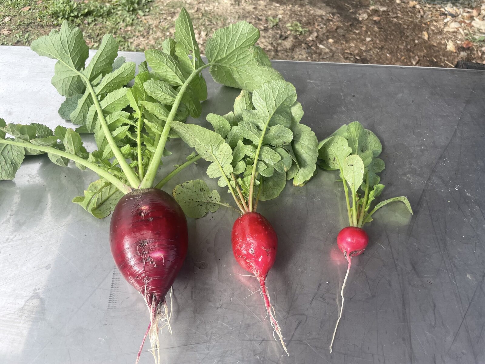 The Urban Farms Helping Save a City’s Aging Sewer System